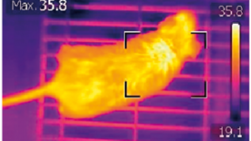 Thermal imaging technique to measure body temperature in mice wins